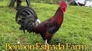 Beautiful View Best Big Farm Philippines Mr. Bonbon Estrada Free Range Feeding Time