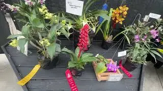 Deep Cut Orchid Show