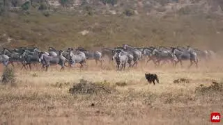 Lioness hunts large zebra herd [Best Video Clip 2019 entry]