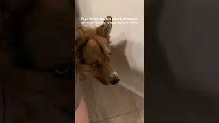 He’s ready😂 #funnydogvideos #dogandbabyvideos #dogandbaby