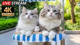 Healing Sleep Music for Cats with Gentle Nature Sounds🌿Soft Piano to Soothe Anxiety & Peaceful Rest