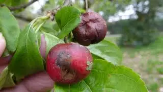 Prunus   - Fruit and Flowers -  Heggur  - Heggvi&eth;ur - Bl&oacute;m og aldin - Skrautrunni
