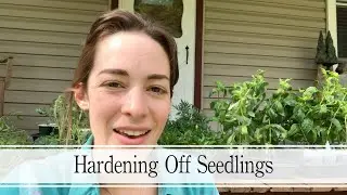 Hardening Off My Seedlings