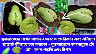 UK Hobby Gardening 2026: How to Grow American and Asian Chayote - Chow Chow in UK Climate - Sowing