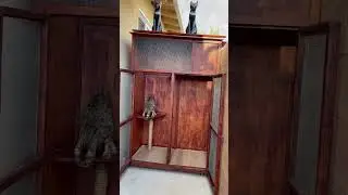 My friend and I built a cat patio &hearts;️ they love it 😊 #happiness #highlanderlynx #cats
