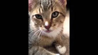 Loki suckles the air
