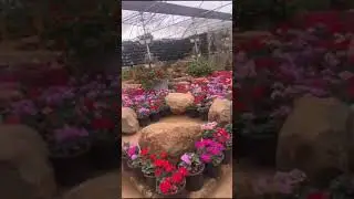 Karnataka Siri # Horticulture Garden @@  Fern Hill Ooty $$$....