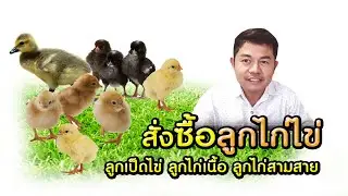 ลูกไก่ไข่ ลูกเป็ดไข่ ลูกเป็ดปักกิ่ง ไก่เนื้อ ไก่สามสาย  084-1751095 ,084-0908713, 084-0908714