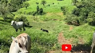 DESAFIO EXTREMO COM BORDER COLLIE! 🔥 Reck Lidera um Servi&ccedil;o de 1KM Quase Imposs&iacute;vel!