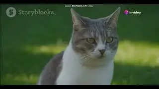 Cat-Friendly Plants | Cat | Plant | Safe and Beautiful Greenery for Your Home 🌿🐱