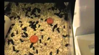 Mealworms Made Easy