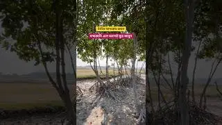 Mangrove Forest Near Contai | Haripur Sea Beach Contai |