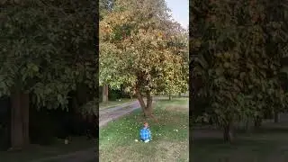 5th Generation Apple Tree