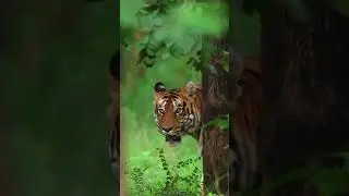 Tiger stare 🔥😱