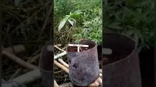 Big Bud Gorilla Grow (Cloning)