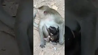 Piper monkey 🐵🐒 nurse her baby Milk 🍼🍼🍼🥛🥛