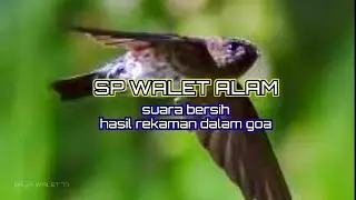 SUARA WALET GOA ALAMI (SUARA PANGGIL EXTRA) | MAMPU MENINGKATKAN PENARIKAN WALET DALAM WAKTU CEPAT