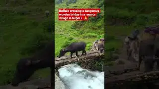 Buffalo crossing a dangerous wooden bridge in a remote village in Nepal #shortsfeed #villagelife
