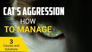 CAT OWNERS' GUIDE: The Causes And The Solutions Of Feline Aggression