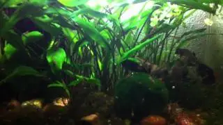 crazy shrimp