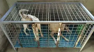 Heavy duty cat/dog cage diy projects low budget