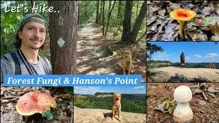Forest Fungi & Hanson's Point - Red River Gorge - Kentucky - 8/4/25