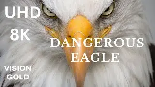 DANGEROUS EAGLE - 8K NATURE RELAXING  Film With Inspiring Cinematic  - 12K (60fps) Video Ultra HD