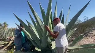 Harvesting a Maguey for Aguamiel (Alex Camacho)
