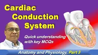 Part 3 MCQs| Conduction System of the heart