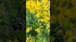 Irish Wildflowers: Lady's Bedstraw