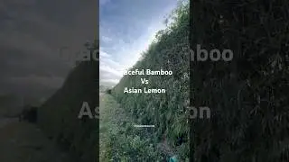 Graceful Bamboo vs Asian Lemon Bamboo | Best Clumping Bamboo for Privacy Screens in Florida