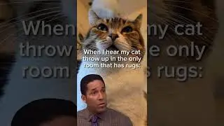 Where, Dwight???  #catsbeingweird #gizmosbestlife #theoffice #catproblems