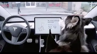 Tesla to Unveil &lsquo;Dog Mode&rsquo; Feature That Will Allow Temperatures to Be Regulated for Pets Left in Car
