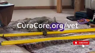 Feline Physical Therapy At A Pace That Feels Right, with Deanna Rogers, PT, CCRP, CCFT