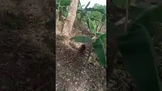 Edo state farming.