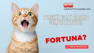 Perchè il gatto cade sempre in piedi?