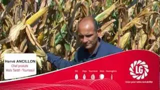 Les maïs grain LG, c'est à la bascule qu'ils m'ont fait craquer