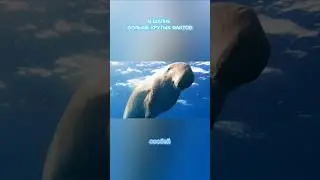 МОРСКОЕ ЧУДО ДЮГОН. #ОКЕАН #РЫБА #ДЮГОН #МОРЕ #факт
