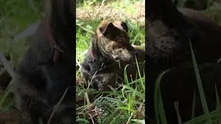 Squirrel Tail Cat & Farm Animals Relaxing! 🐶🐱 #squirreltailcat