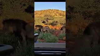 Patience pays off&hellip;🌿🦁#lions #big5 #safariphotography #fieldguidingjourney #tswalu