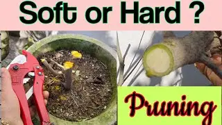 All About Pruning 🌱 Soft Pruning or Hard Pruning ? Kya kyun kab kaise karen ?
