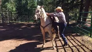 One minute Groundwork & Quick Ride. #coltstarting  #horse #hardlanding