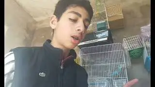 اسباب التسييف طيور و قدمت لهم الزنجبيل❤🤝❤