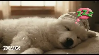 12 Hours of Dog Calming Music for Dogs 🐶🎅 Anti Separation Anxiety Relief 🎄 Deep Sleep 💖 No Ads