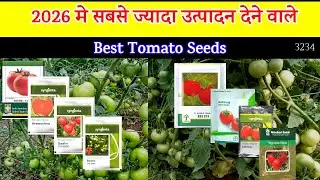 Best Tomato Seeds to be planted next year in 2026 | How to cultivate tomatoes | Best Tomato Seeds...