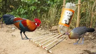 Creative diy wild chicken trap using bottle and wood - Easy make a wild chicken trap using bottle