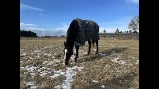 我慢することを覚えている、メイショウボーラー