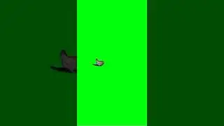 Chicken green screen video