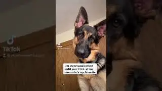 Bite force of a German Shepherd