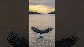 Story behind the photo &ndash; Norwegian Eagle | Cookson Adventures
